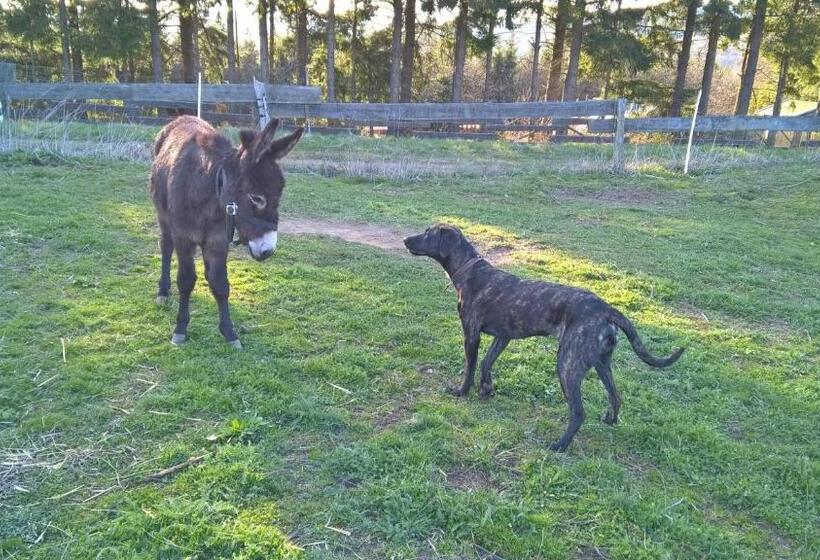 בית מלון כפרי Funny Farm