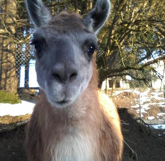 בית מלון כפרי Funny Farm