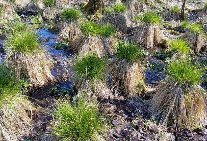 בית מלון כפרי Funny Farm