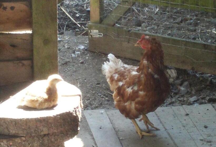 בית מלון כפרי Funny Farm