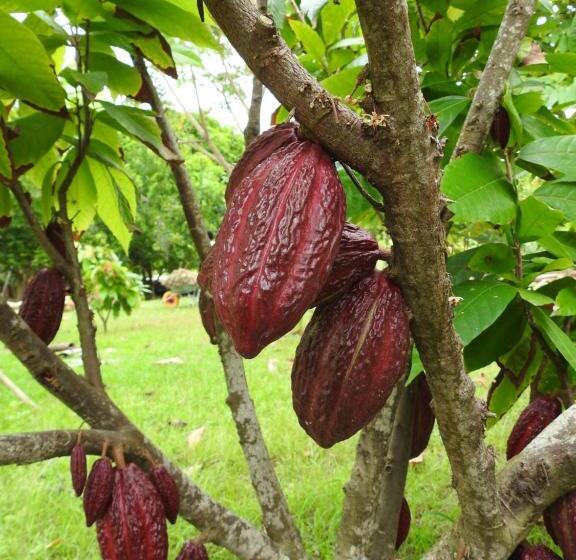 بنسيون Quinta El Mamey