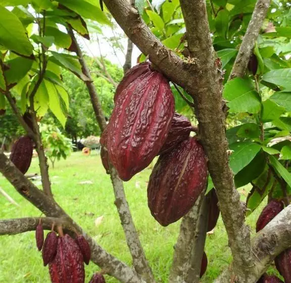 Majatalo Quinta El Mamey