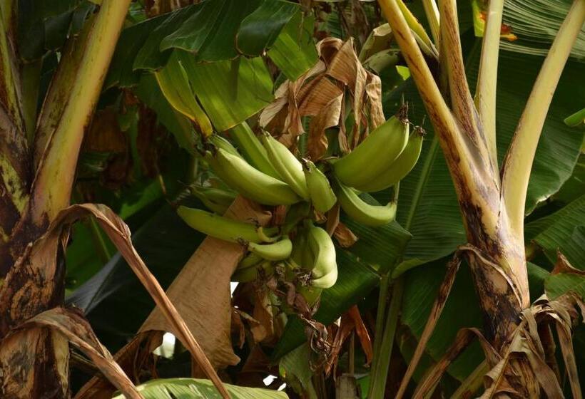 بنسيون Quinta El Mamey