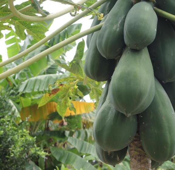 بنسيون Quinta El Mamey