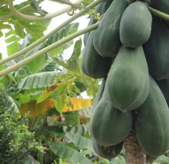 Majatalo Quinta El Mamey