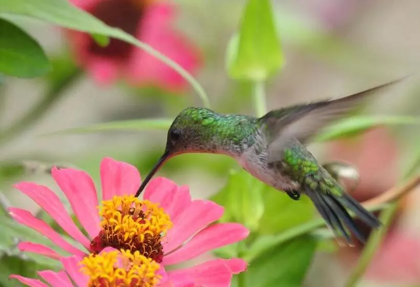 Majatalo Quinta El Mamey
