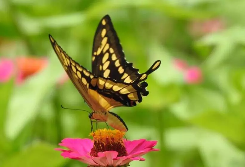 Majatalo Quinta El Mamey