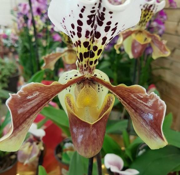 فندق Du Commerce Chez Stéphane