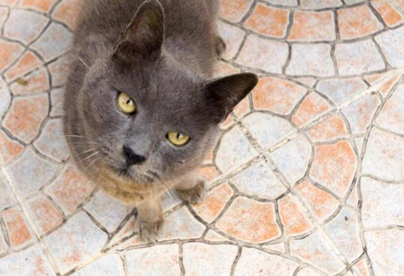 פנסיון Camere Alisa