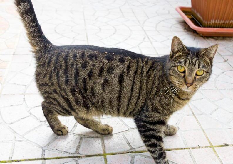 פנסיון Camere Alisa