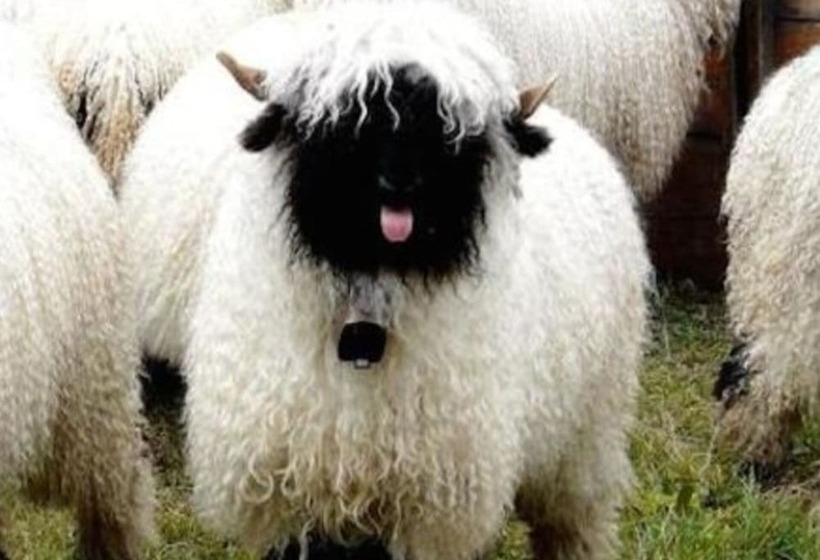 Immaculate Cabin 5 Mins To Inverness Dogs Welcome