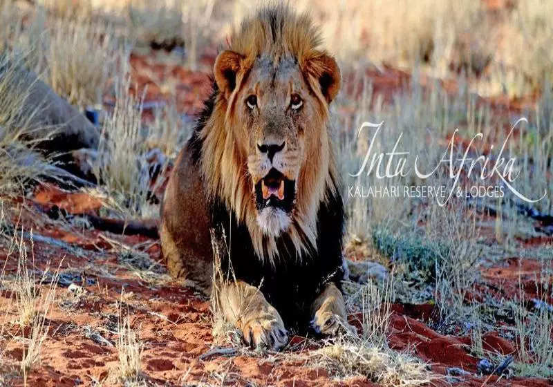 هتل Camelthorn Kalahari Lodge