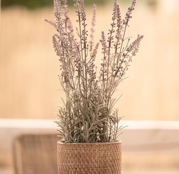 پانسیون La Finca Saint Vlas