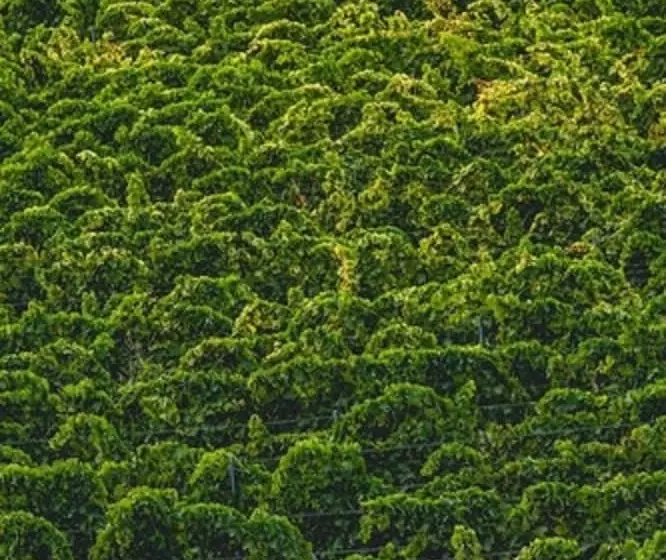 호텔 Kallikoros Country Resort & Spa