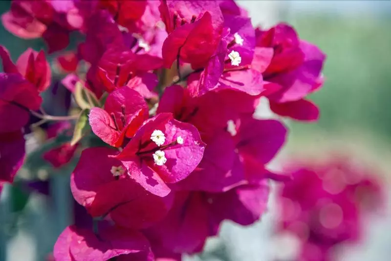 إقامة Luzia Agriresort