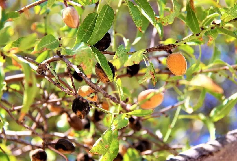 Majatalo Isminis Petroktisto