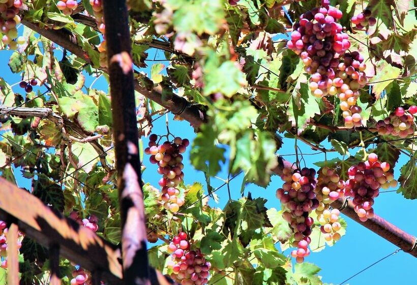 Pensão Isminis Petroktisto