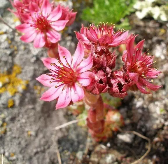 Отель Dama Bianca