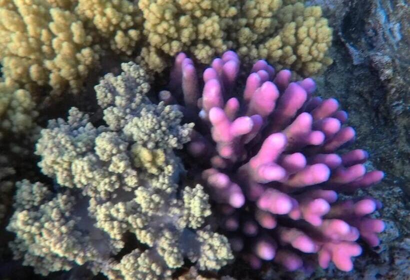 هتل Nakhil Inn Nuweiba