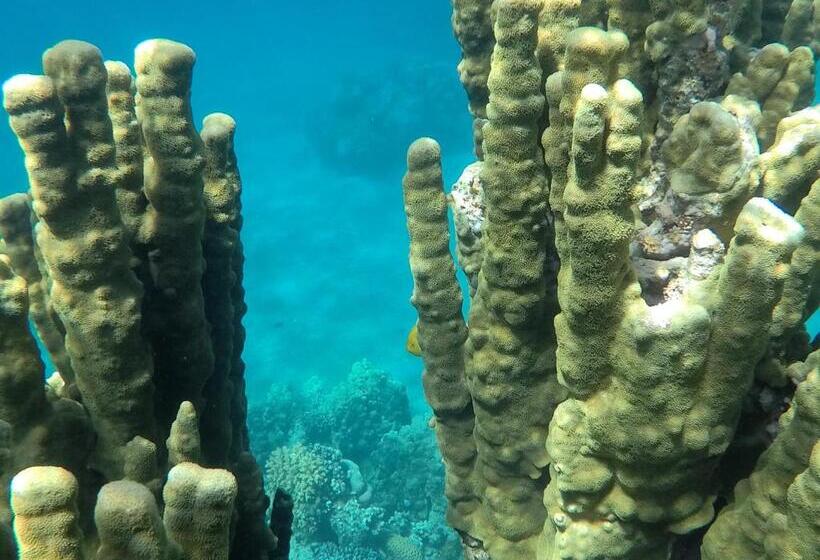 هتل Nakhil Inn Nuweiba