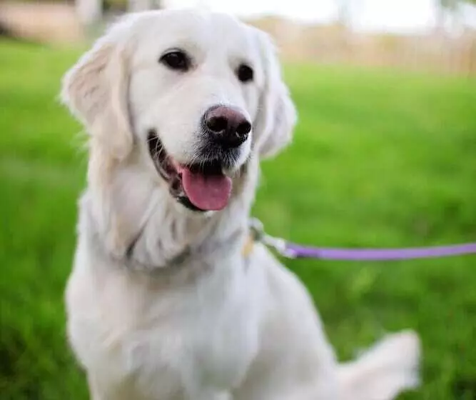 בית מלון כפרי The Cliffe At Dinham