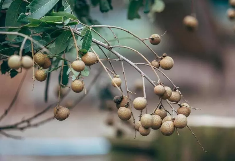 Hotelli Phoomtada Homestay