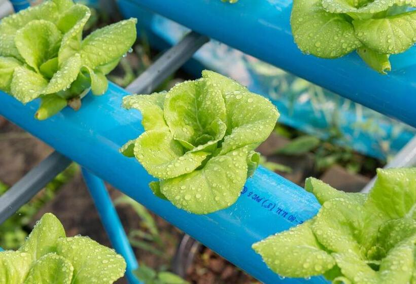 בית מלון כפרי Phoomtada Homestay