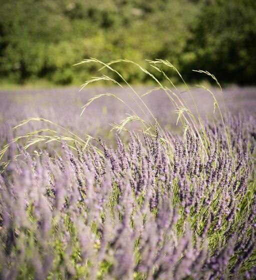 בית מלון כפרי Hôtel Villa Walbaum