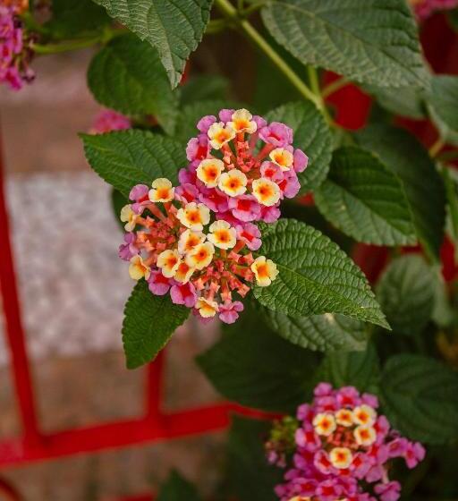 پانسیون Pousada Maná