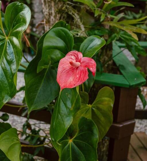 پانسیون Pousada Maná