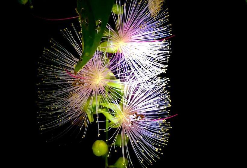 پانسیون Happy Island Miyako