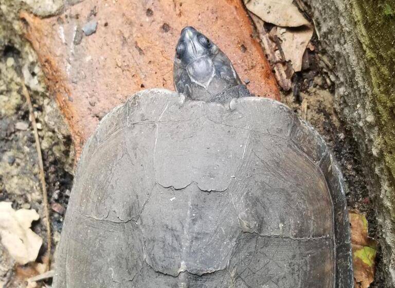 فندق Waterfall El Paraíso   Cabañas, Jacuzzi, Piscina Y Cascada En Medio De La Naturaleza