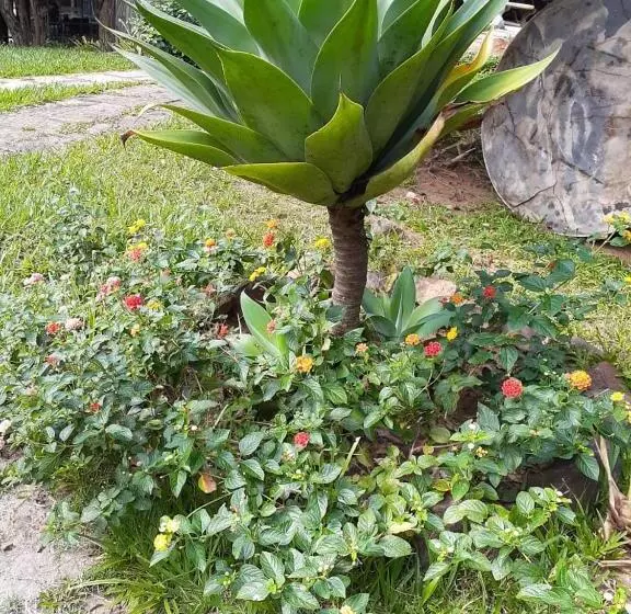 ペンション Pousada águas Da Serra