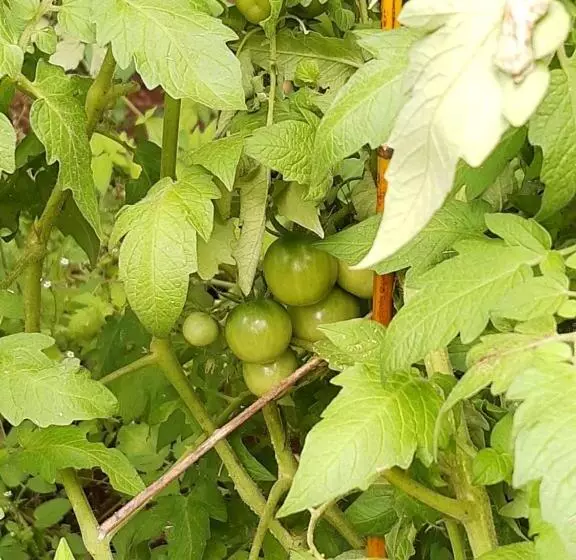 ペンション Pousada águas Da Serra