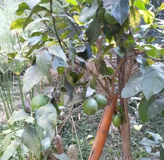 ペンション Pousada águas Da Serra