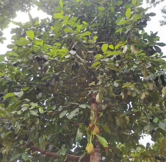 ペンション Pousada águas Da Serra