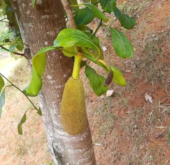 ペンション Pousada águas Da Serra