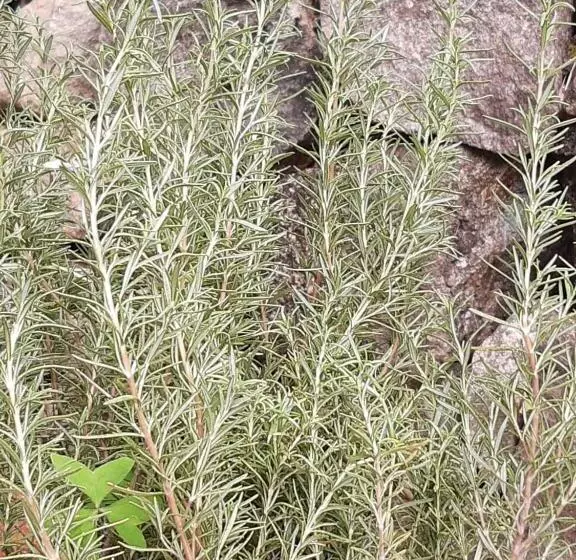 ペンション Pousada águas Da Serra
