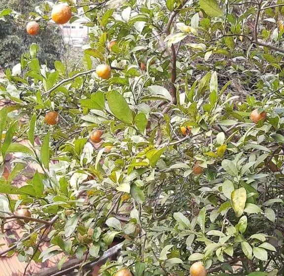 ペンション Pousada águas Da Serra