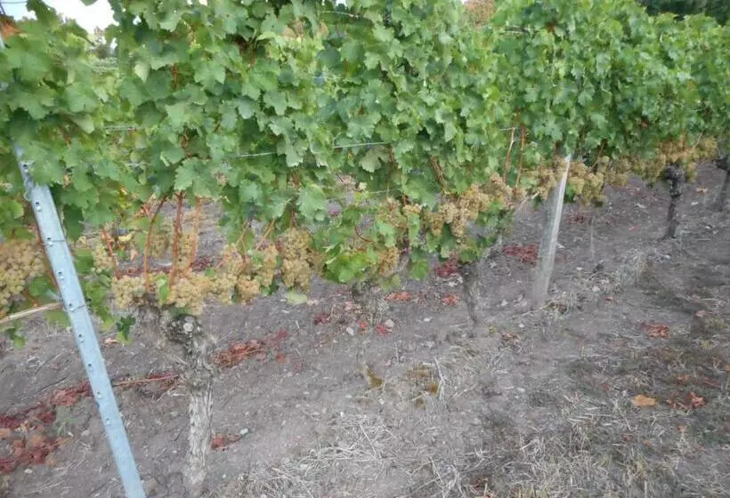 Pension Zur Traube 3 Sterne