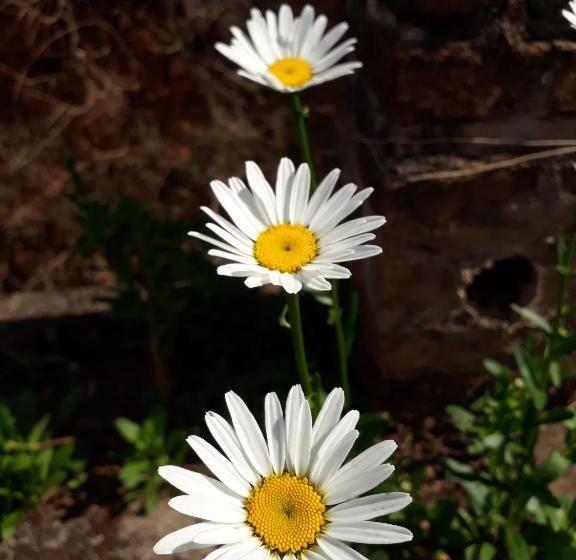 旅馆 Pousada Vilarejo Das Oliveiras