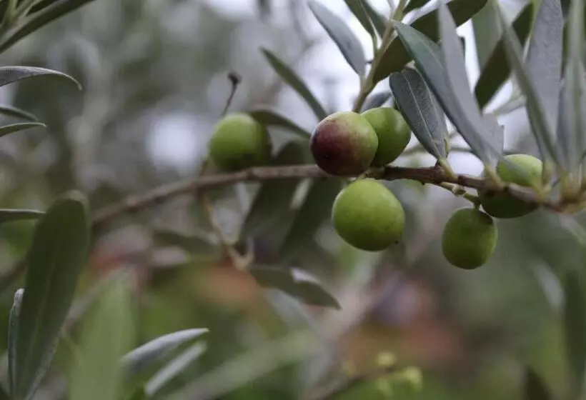 Retkeilymaja Pousada Vilarejo Das Oliveiras