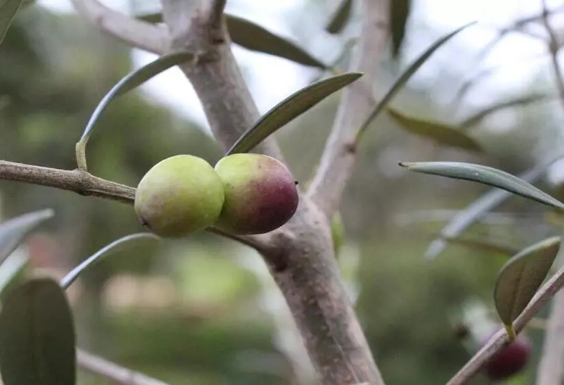 Retkeilymaja Pousada Vilarejo Das Oliveiras