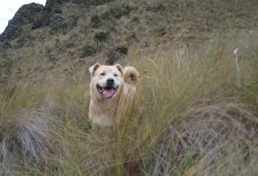 Retkeilymaja Hostería Cabañas Del Pescador
