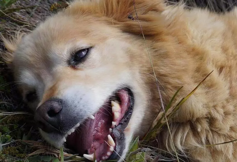 Retkeilymaja Hostería Cabañas Del Pescador