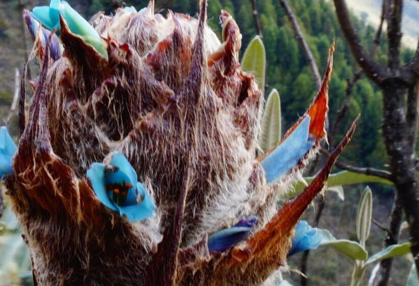 Hostel Hostería Cabañas Del Pescador