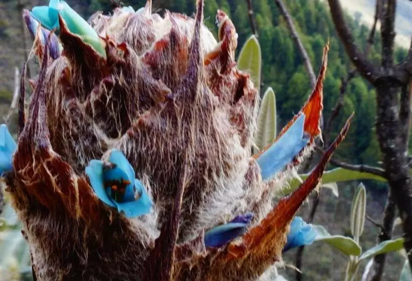 Retkeilymaja Hostería Cabañas Del Pescador