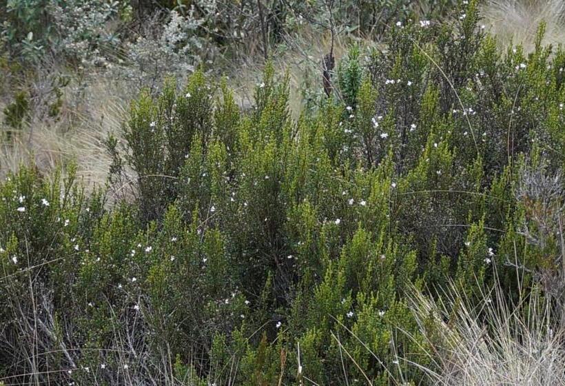 Hostel Hostería Cabañas Del Pescador