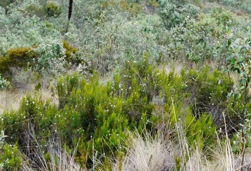 Retkeilymaja Hostería Cabañas Del Pescador
