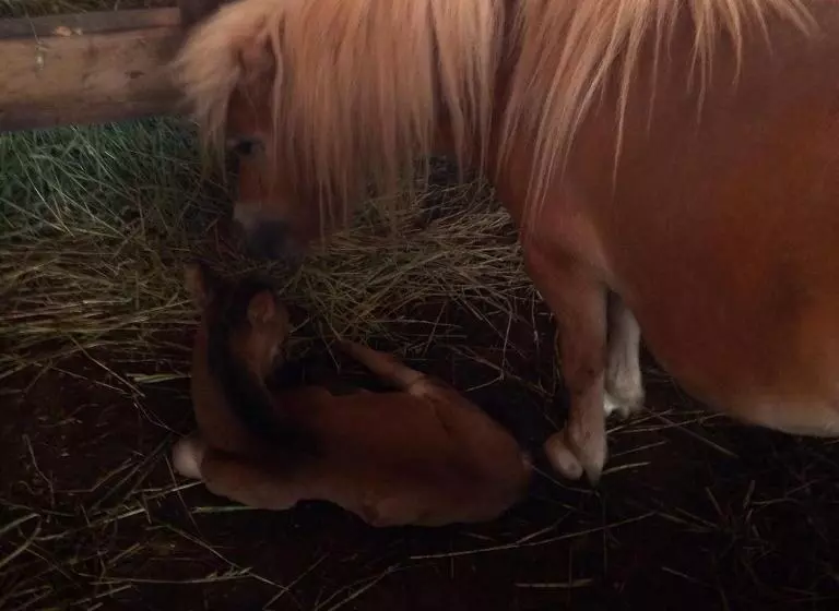 Retkeilymaja Mini Hotel Leon